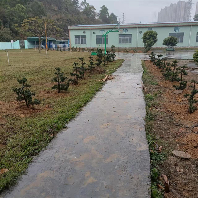 金騰龍實業有限公司種羅漢松樹活動